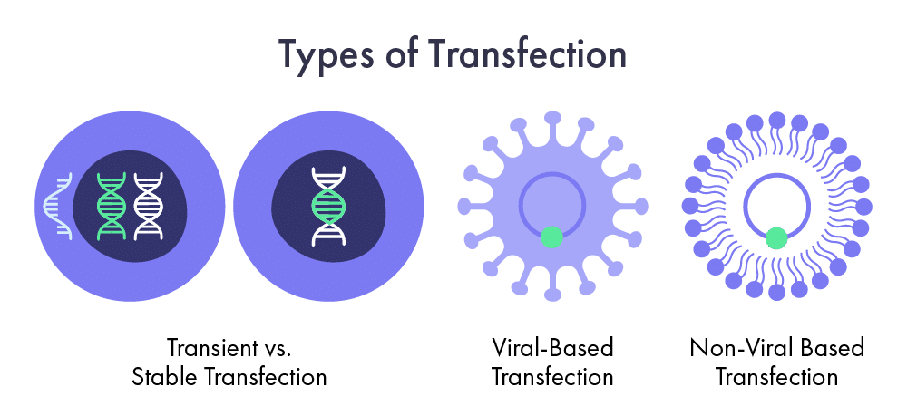 Three Different Types of Transfection
